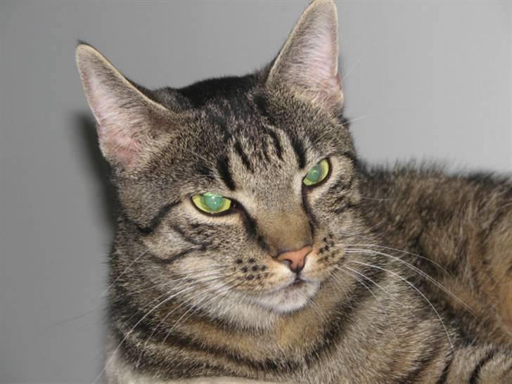 Blanding af racer ((( Sofus ))) billede 14