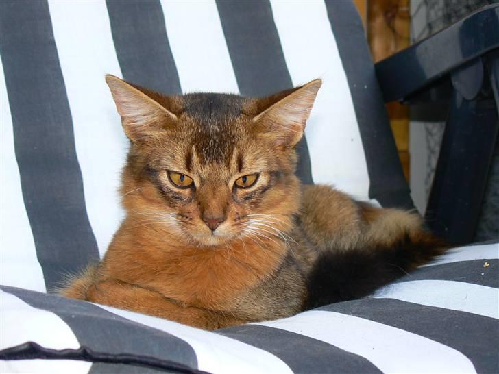 Somali Catika's In the Ghetto billede 1