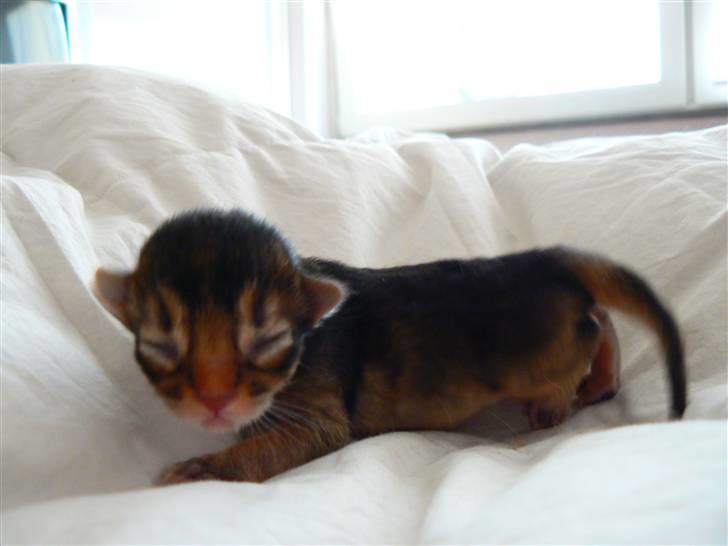 Somali Catika's In the Ghetto billede 2