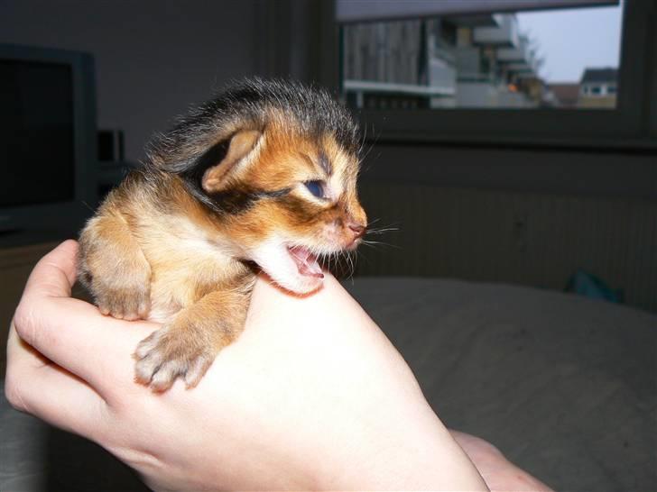 Somali Catika's In the Ghetto billede 3