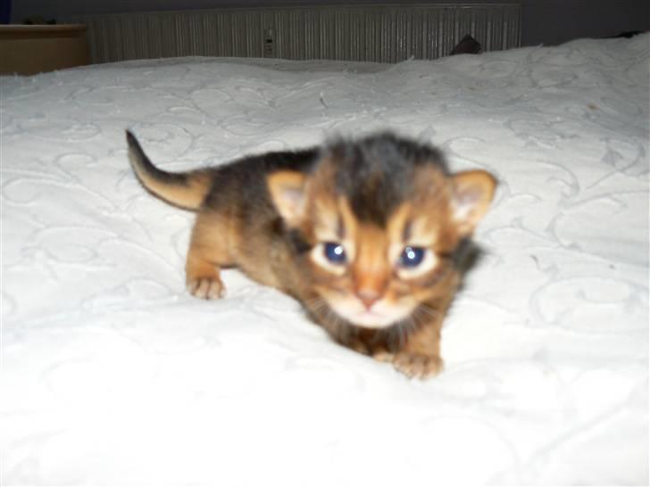 Somali Catika's In the Ghetto billede 4