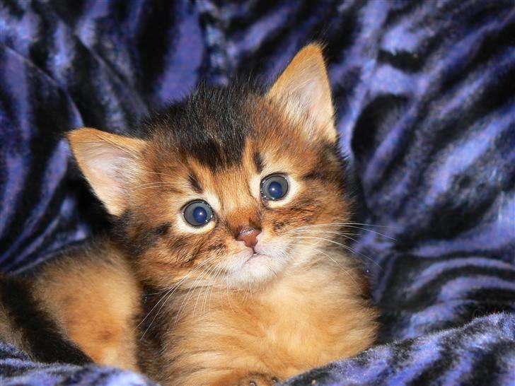 Somali Catika's In the Ghetto billede 5