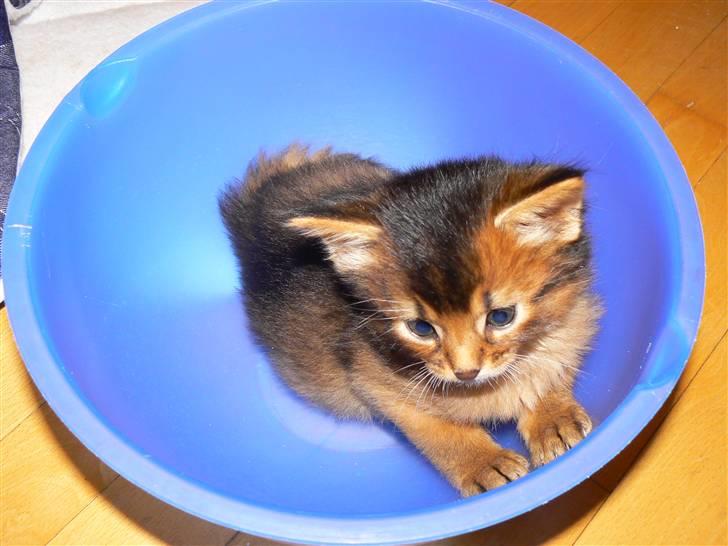 Somali Catika's In the Ghetto billede 6