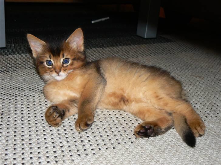 Somali Catika's In the Ghetto billede 7