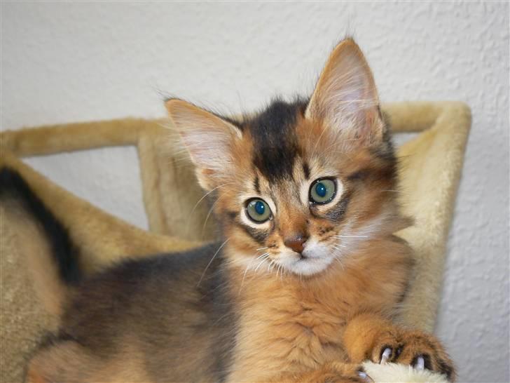 Somali Catika's In the Ghetto billede 8