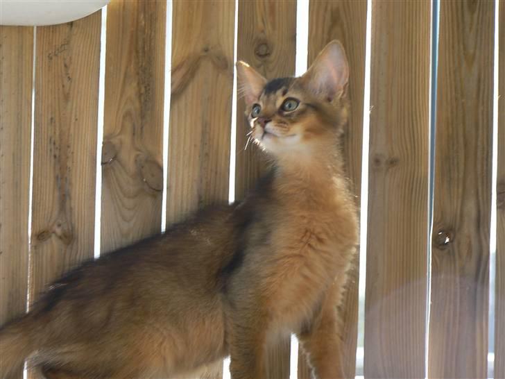 Somali Catika's In the Ghetto billede 9