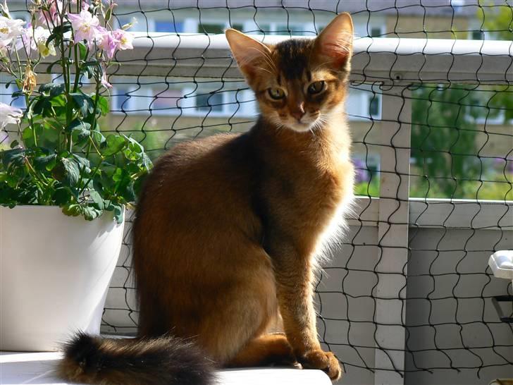 Somali Catika's In the Ghetto billede 10