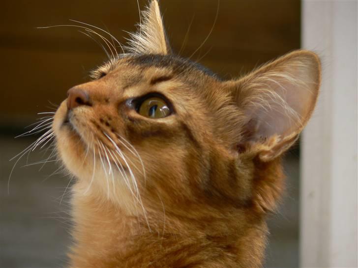 Somali Catika's In the Ghetto billede 11