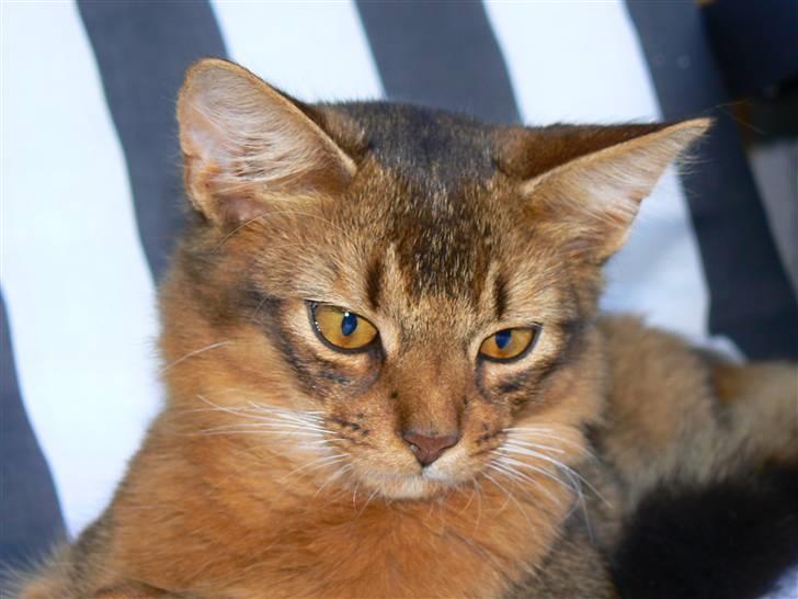 Somali Catika's In the Ghetto billede 12