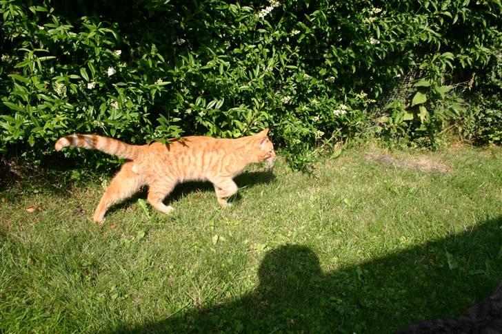 Huskat Elvis / Rødemissen billede 6