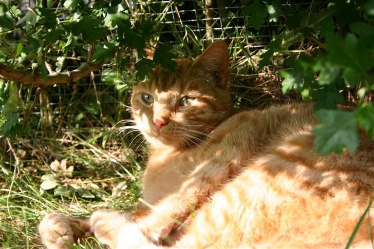 Huskat Elvis / Rødemissen billede 7