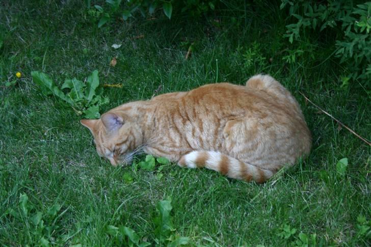 Huskat Elvis / Rødemissen billede 8