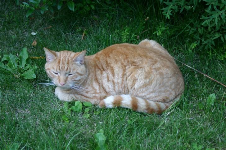 Huskat Elvis / Rødemissen billede 9