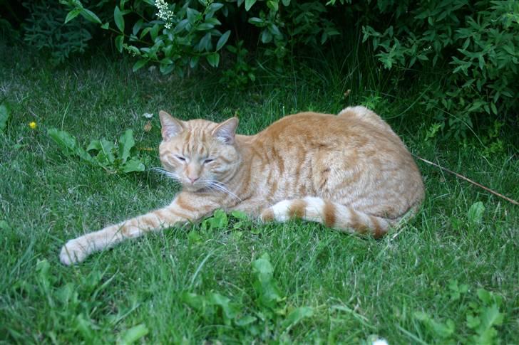 Huskat Elvis / Rødemissen billede 10