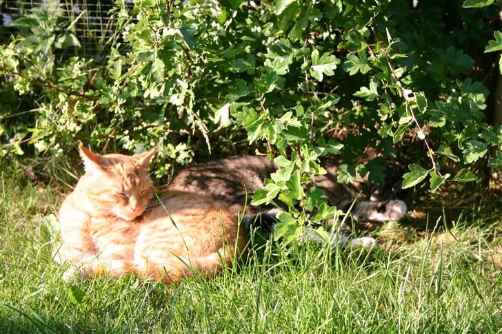 Huskat Elvis / Rødemissen billede 11