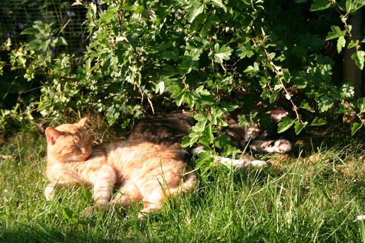 Huskat Elvis / Rødemissen billede 12