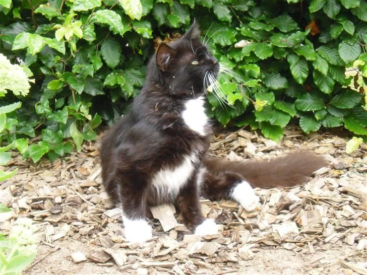 Blanding af racer               Dulle-pigen billede 1