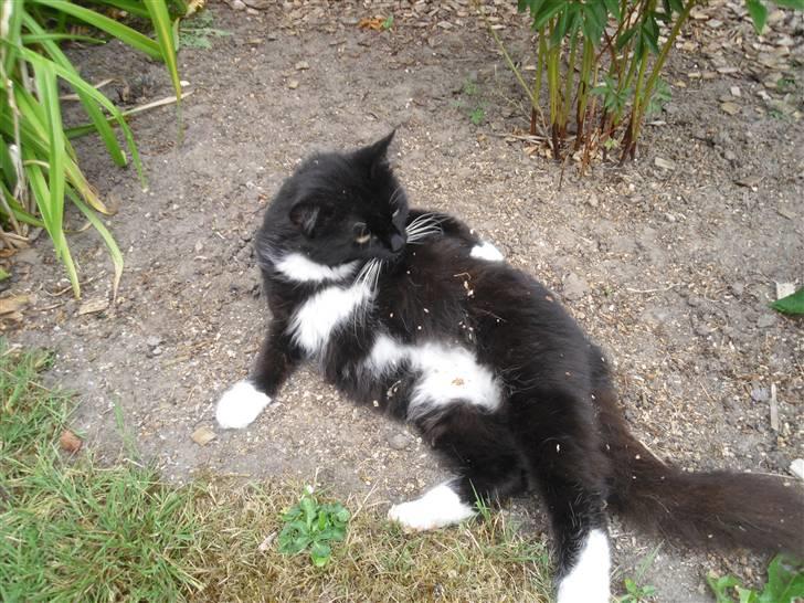 Blanding af racer               Dulle-pigen billede 2