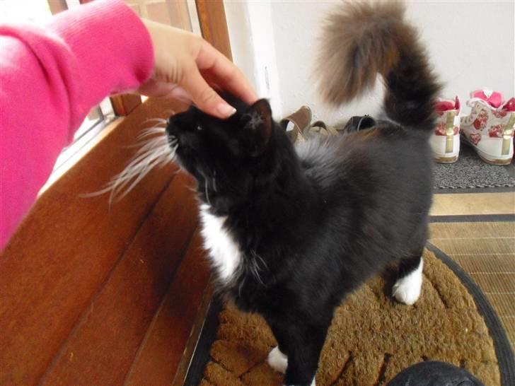 Blanding af racer               Dulle-pigen billede 3