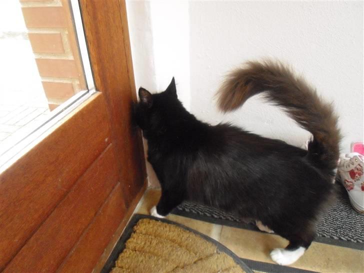 Blanding af racer               Dulle-pigen billede 4