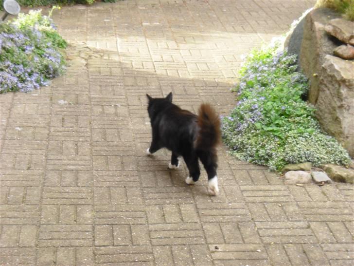 Blanding af racer               Dulle-pigen billede 5