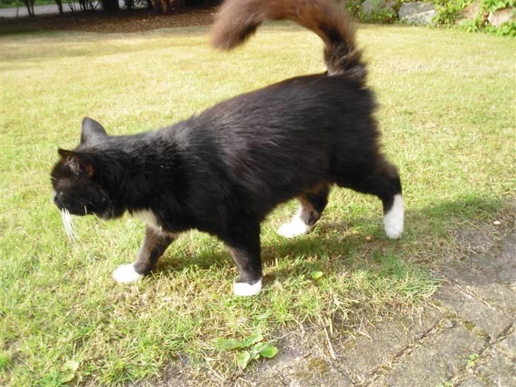 Blanding af racer               Dulle-pigen billede 6