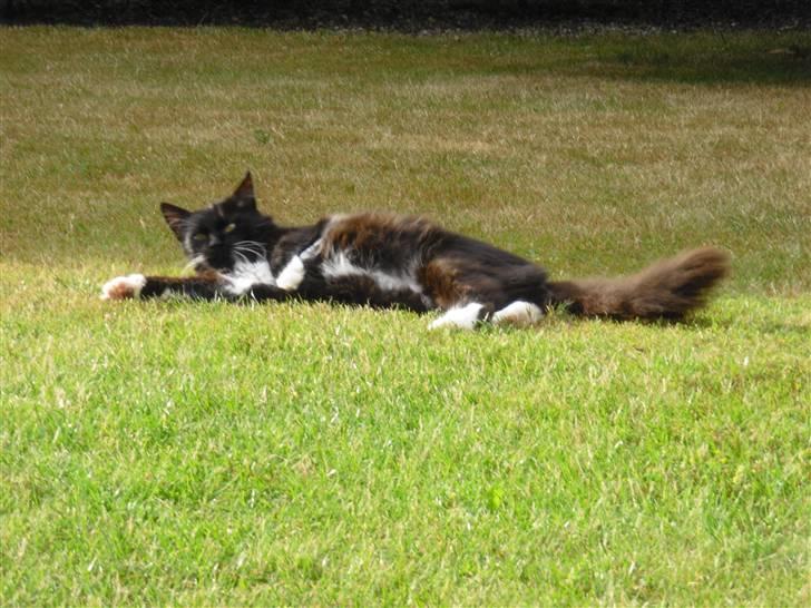 Blanding af racer               Dulle-pigen billede 7