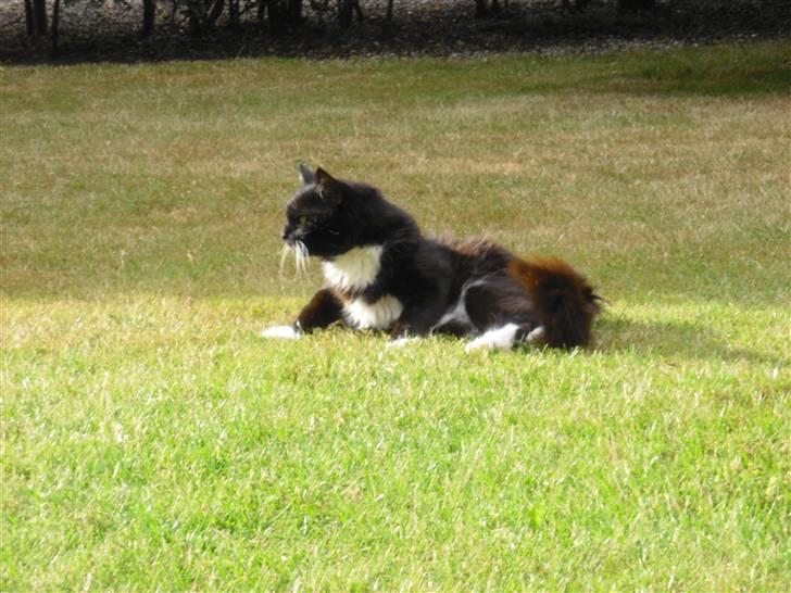 Blanding af racer               Dulle-pigen billede 8