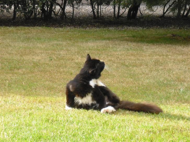 Blanding af racer               Dulle-pigen billede 9