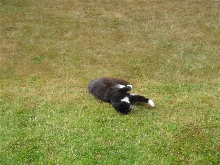 Blanding af racer               Dulle-pigen billede 10