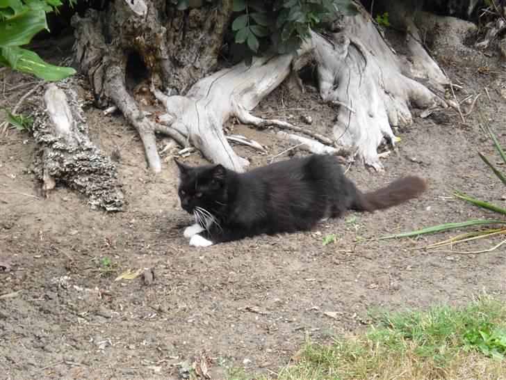 Blanding af racer               Dulle-pigen billede 11