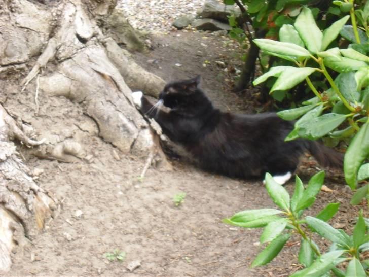 Blanding af racer               Dulle-pigen billede 12