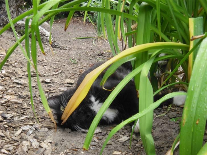 Blanding af racer               Dulle-pigen billede 13