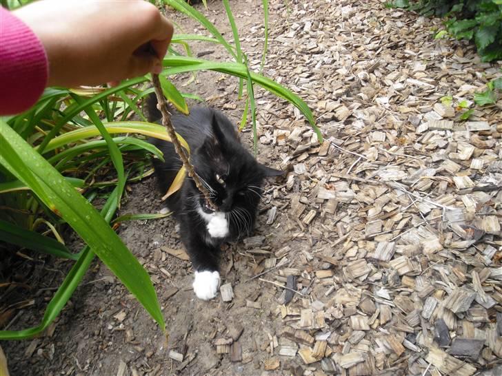 Blanding af racer               Dulle-pigen billede 14