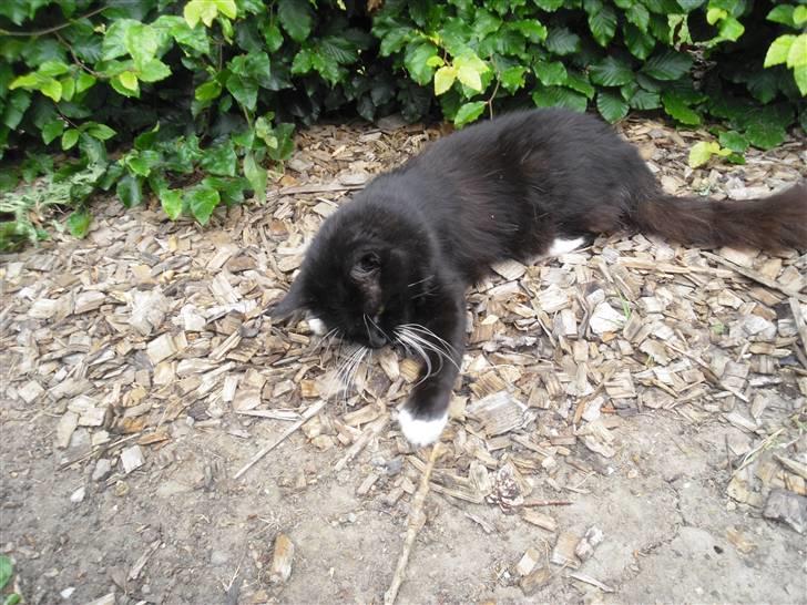 Blanding af racer               Dulle-pigen billede 15