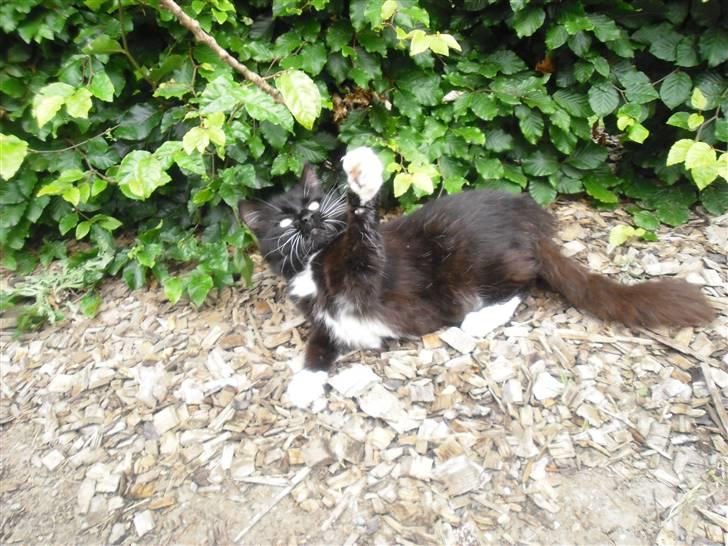 Blanding af racer               Dulle-pigen billede 16