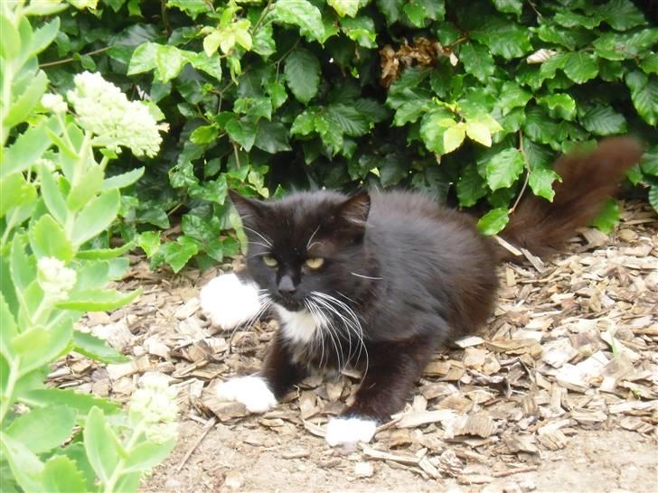 Blanding af racer               Dulle-pigen billede 17