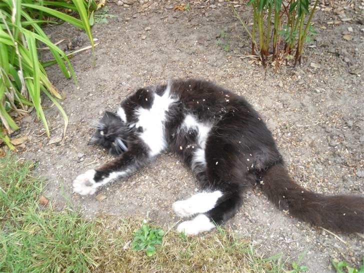 Blanding af racer               Dulle-pigen billede 18