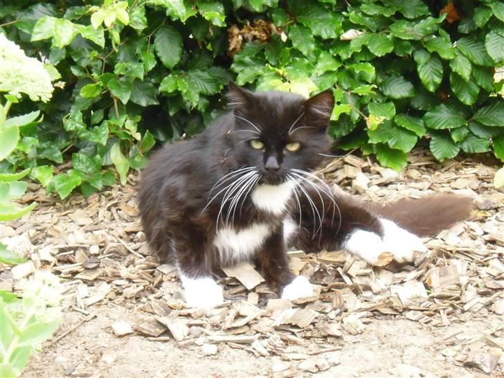 Blanding af racer               Dulle-pigen billede 19