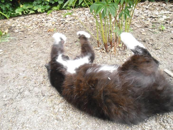 Blanding af racer               Dulle-pigen billede 20