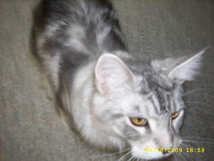 Maine Coon Jelly billede 17