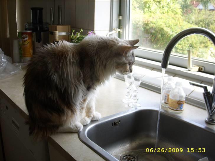 Maine Coon Toffie( Millemus) billede 11