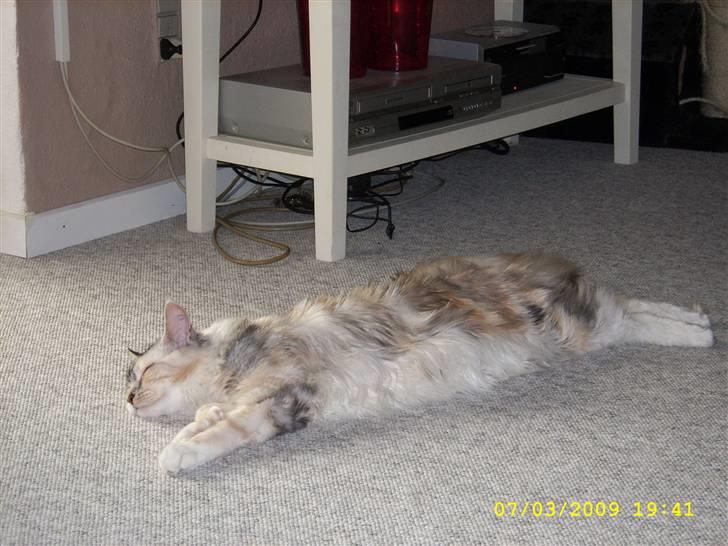 Maine Coon Toffie( Millemus) billede 12