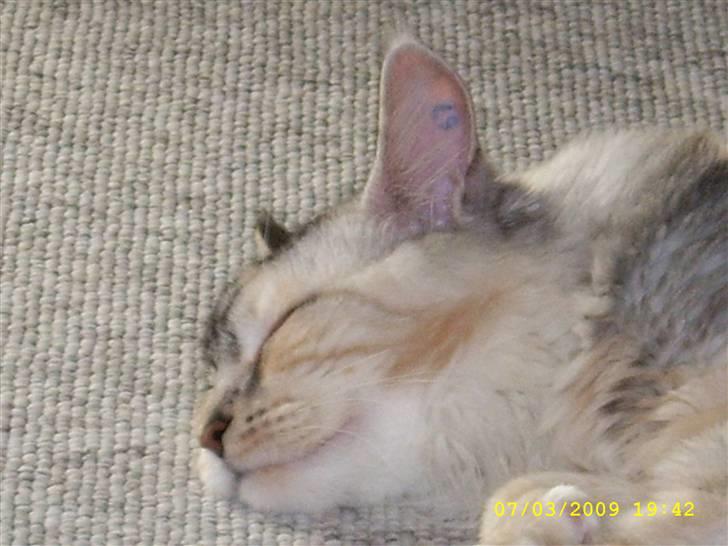 Maine Coon Toffie( Millemus) billede 13