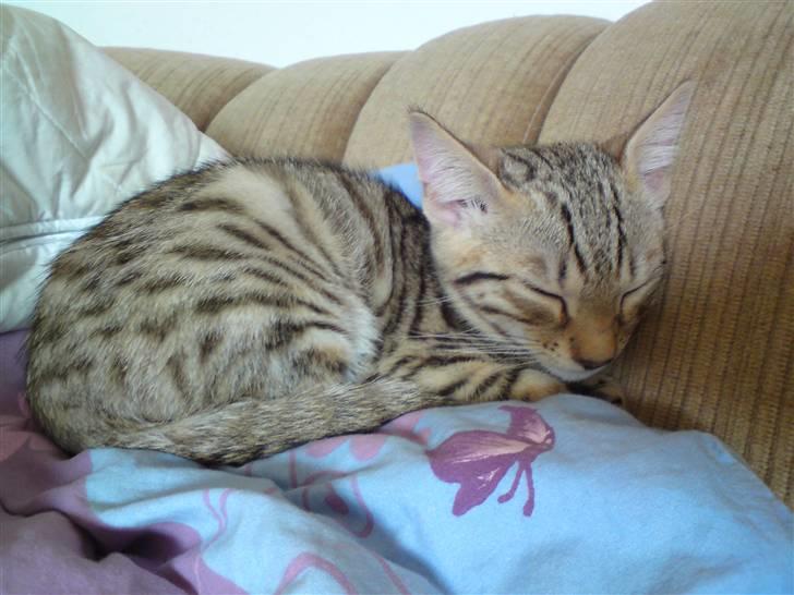 Bengal Tigerdyr billede 4