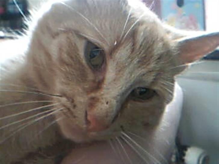 Huskat Garfild - i må da indrømme han er da sød billede 2