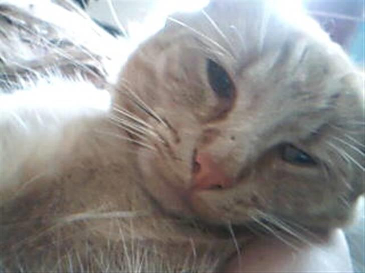 Huskat Garfild - han er da så nuttet billede 3