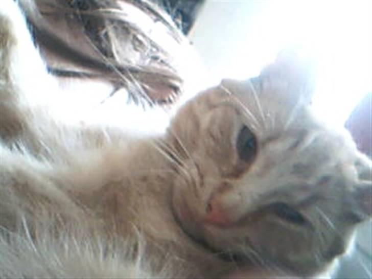 Huskat Garfild - se ham lige han er da såååå sød billede 4