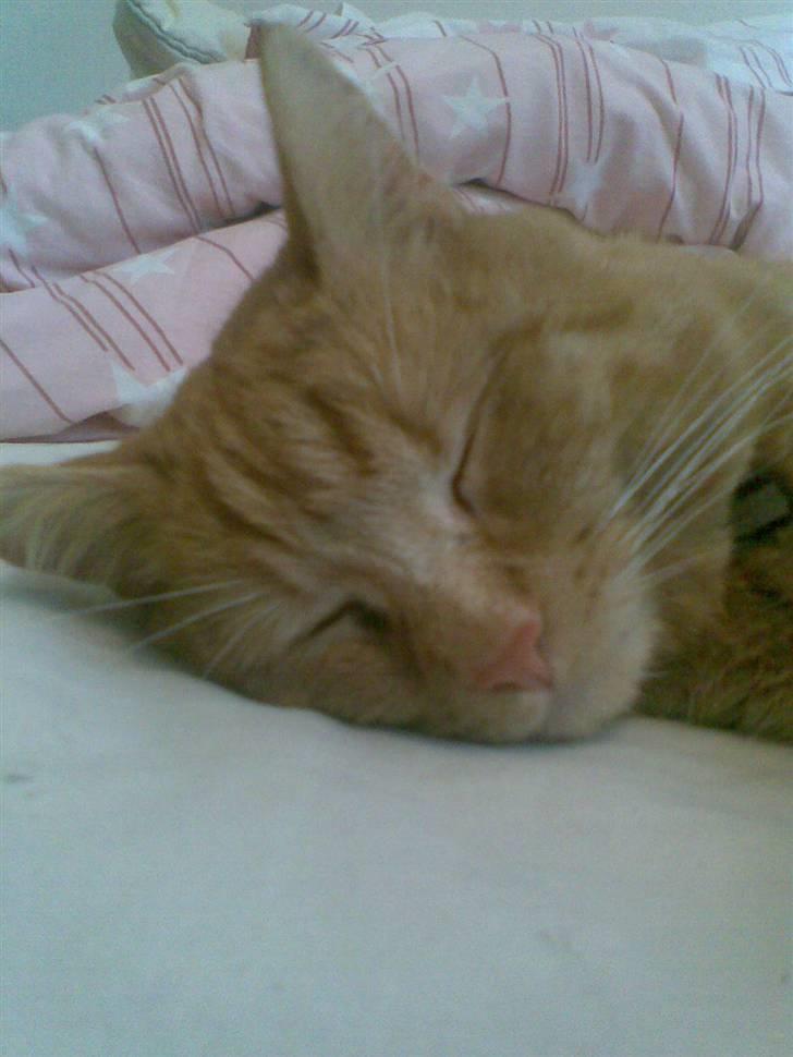 Huskat Garfild - han er da sød billede 5