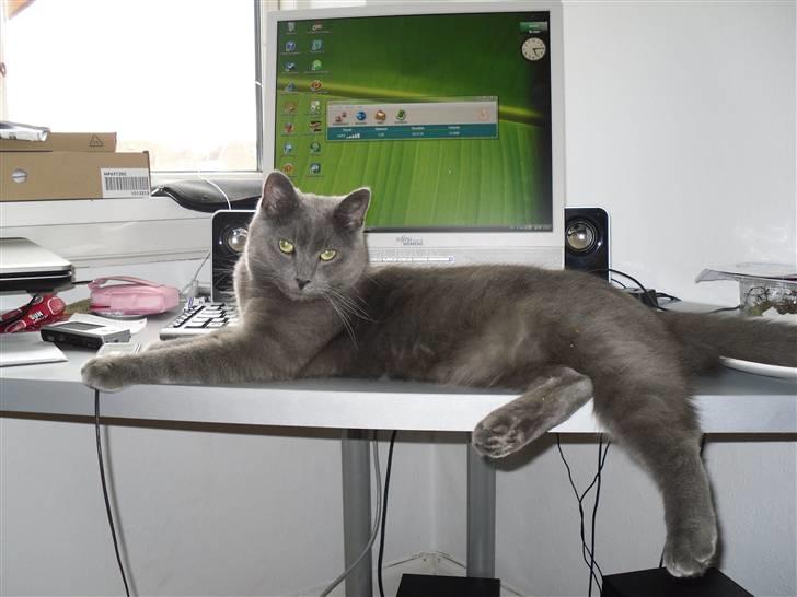 Huskat Ib - Det er altså mig der har computeren nu! billede 19